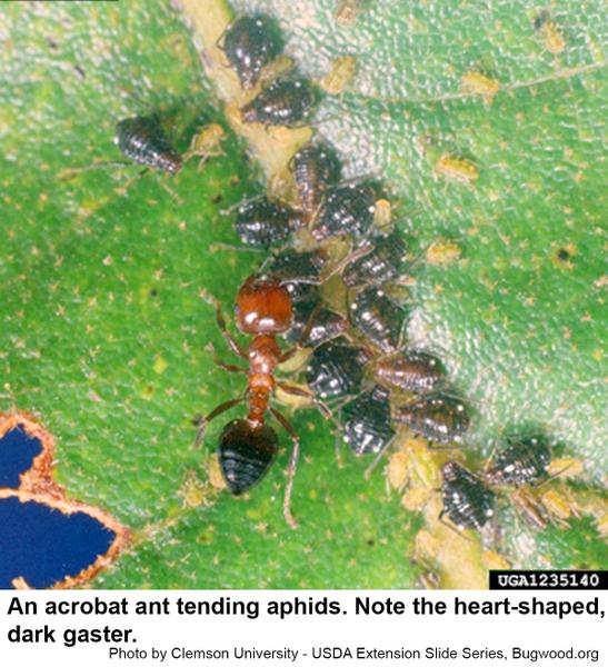 Acrobat ants tend aphids and feed on honeydew. 